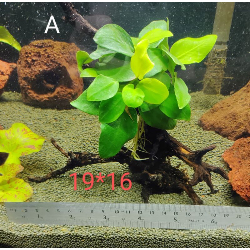 就 黃金小榕 枕木魚缸造景水草造景 蝦皮購物