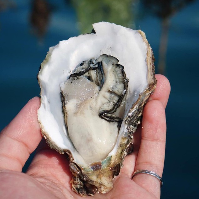 澎湖牡蠣的價格推薦 21年7月 比價比個夠biggo