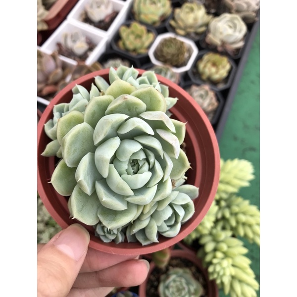 白月影 多肉植物 群生