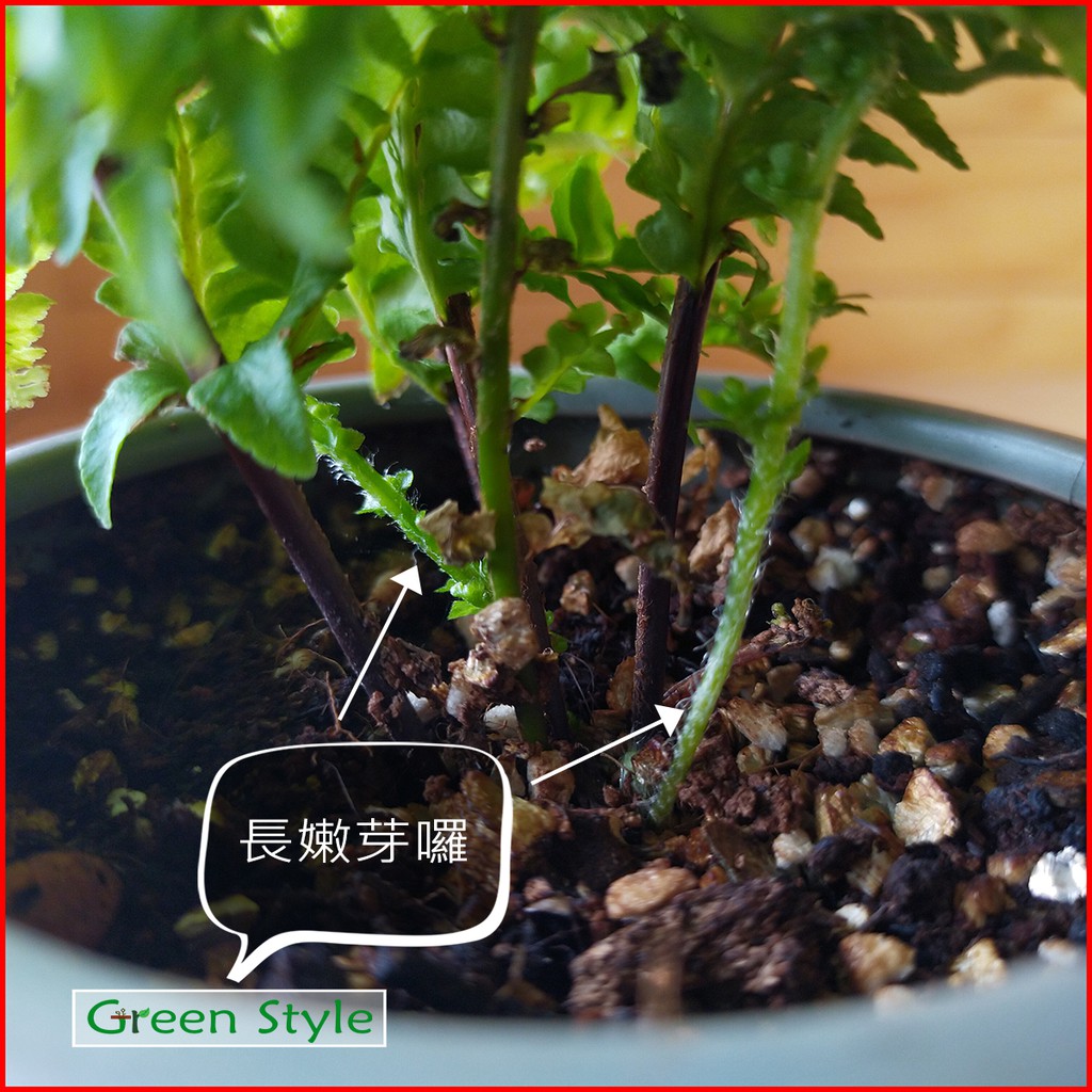 Green Style綠樣 農藝系特製配方蕨類植物專用土 育苗 一般栽培用 蕨類鹿角蕨波士頓腎蕨腎蕨 蝦皮購物
