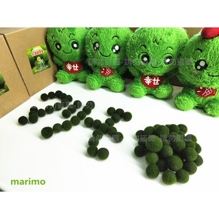 🚛領取免運費🚛 日本北海道 Marimo 綠藻球1 CM~1.5 CMX1顆