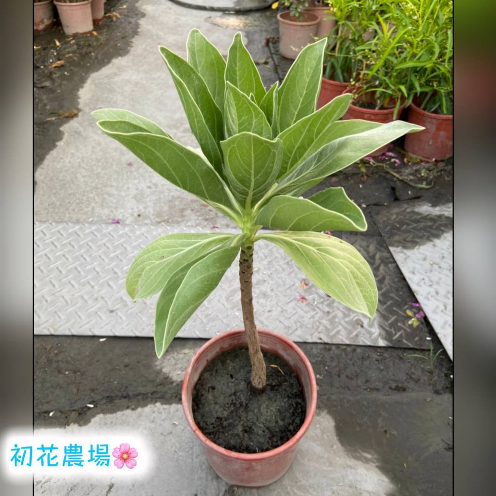 初花農場2店 白水木 6吋盆 觀葉植物 超取6寸只能裝1棵 不能再裝其他植株喔 定價0特價150 蝦皮購物