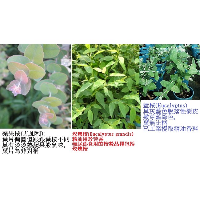 各種桉樹種子，檸檬尤加利_藍桉_玫瑰桉_銀葉桉_蘋果桉種子Eucalyptus cinerea(Argyle Appl)