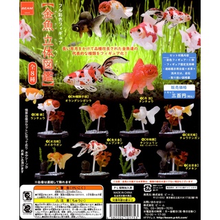 水族達人 書籍 金魚事典 金魚工具書從認識 飼養到觀賞 寵物金魚的綺麗圖鑑工具書暢銷書印刷精美 蝦皮購物