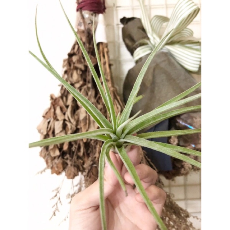 空氣鳳梨 小精靈x紅女王頭/T. ionantha x paucifolia/新手必備/懶人植物/療癒生活/網美植物