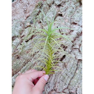 空鳳 紫羅蘭交種 Giant Tillandsia aeranthos 'Hybrid Giant' 長莖型