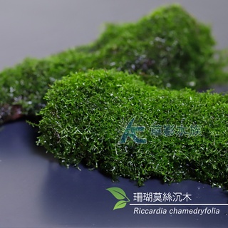 【AC草影】珊瑚莫絲沉木（L）【一棵】陰性水草 陰性草 不用CO2 不需要二氧化碳 米蝦躲藏 小蝦躲避 魚蝦繁殖