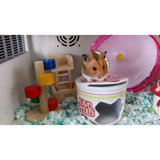 【三隻小豬寵物用品】方便便泡麵 陶瓷窩(黃金適用)