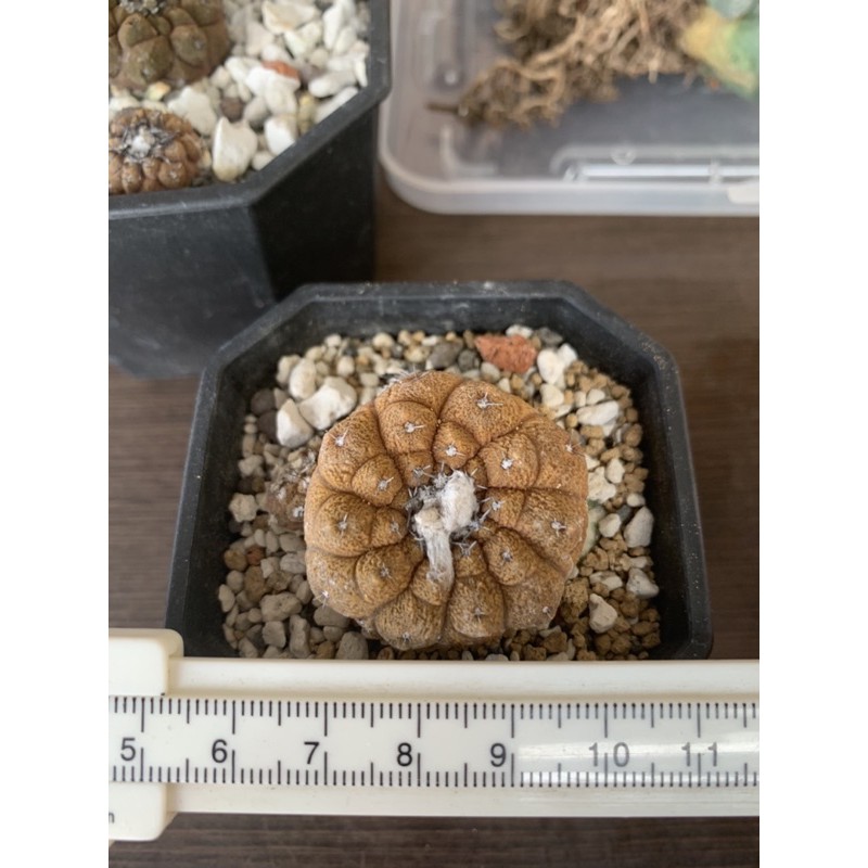 🌵這裡有掌🌵實根 Copiapoa Montana 妖鬼玉 仙人掌 多肉