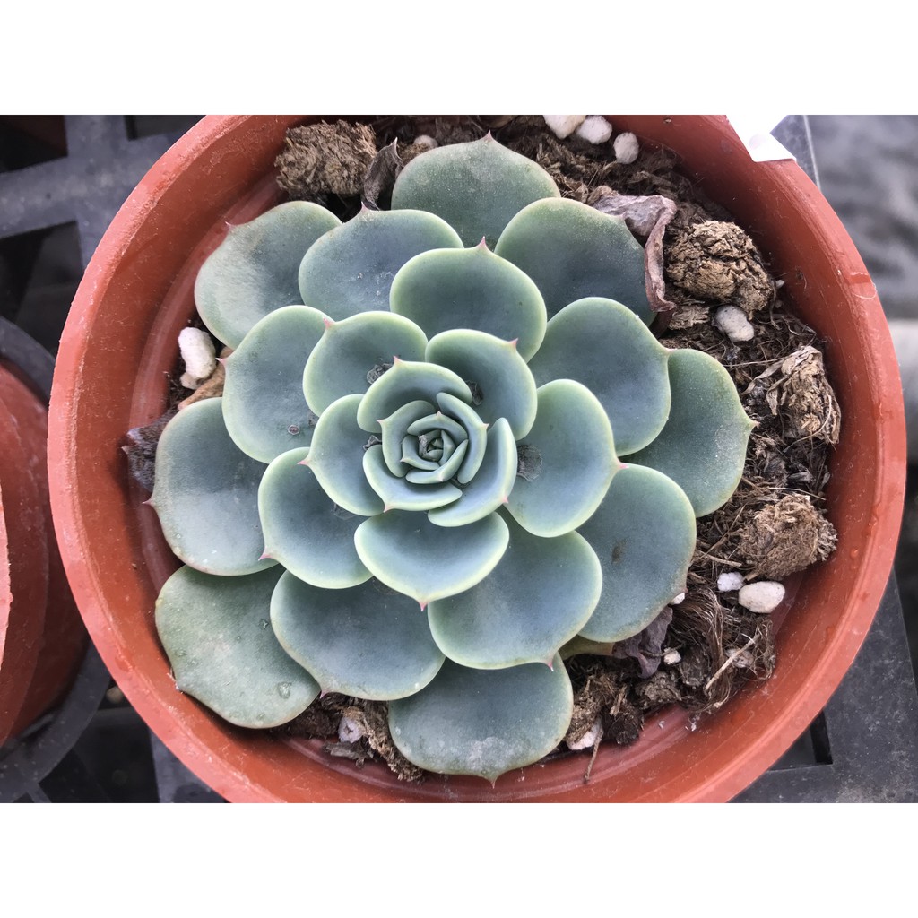 芮花坊 七福神 多肉植物 景觀 綠化 組合盆栽 蝦皮購物