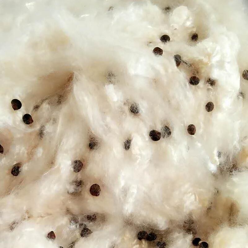 下殺價 優質天然帶籽木棉花枕頭有籽木棉枕芯料散裝含籽有籽木棉 蝦皮購物