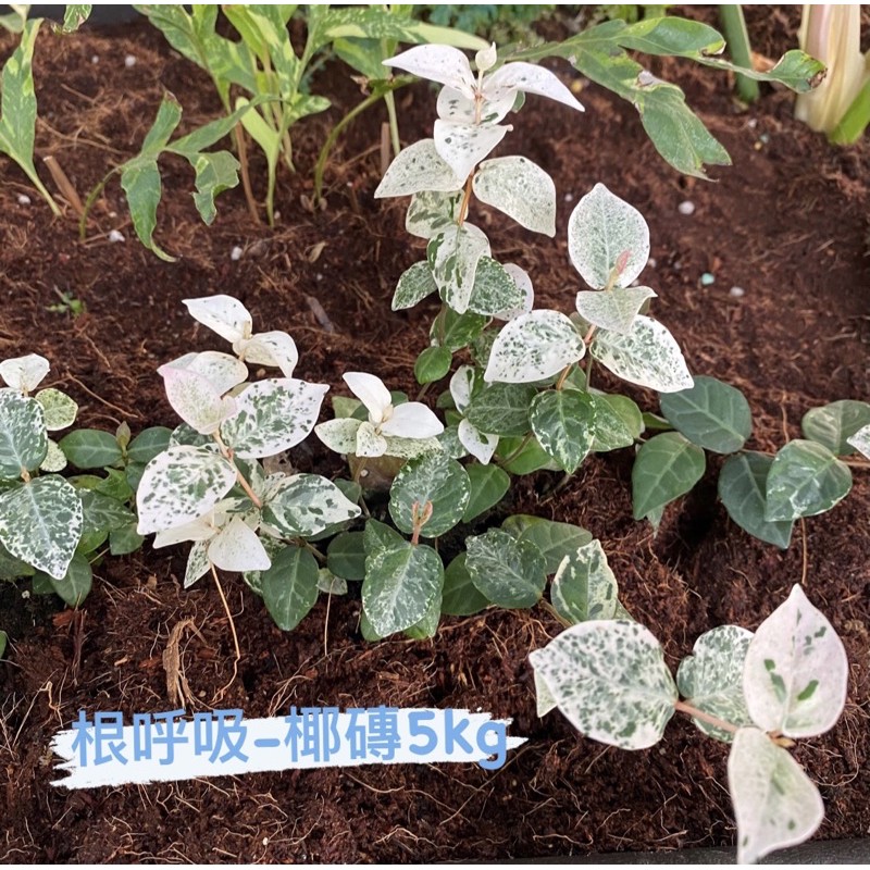 ｜子藝🍄｜根呼吸-椰磚5公斤（植物、蔬菜、雨林植物）培養土 觀葉植物土 椰纖土 龜背芋介質