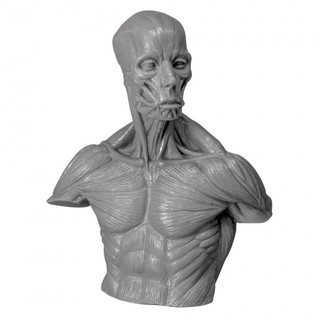 北星文化 片桐裕司21公分半胸像Soft Vinyl “Anatomy Bust”
