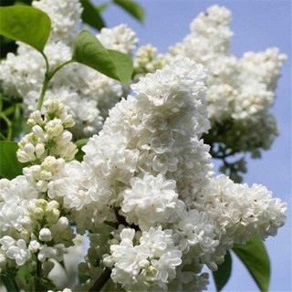 丁香花種子紫丁香種籽花香味濃超高發芽率 蝦皮購物