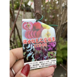 霏霏園藝瑞士紅色之愛蘋果 熱帶蜜蘋果成樹3-4年苗特價一棵300元種1-2年生果高度150-160公分以上