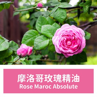 【馥靖精油】 摩洛哥玫瑰精油(原精) Rose Maroc Absolute