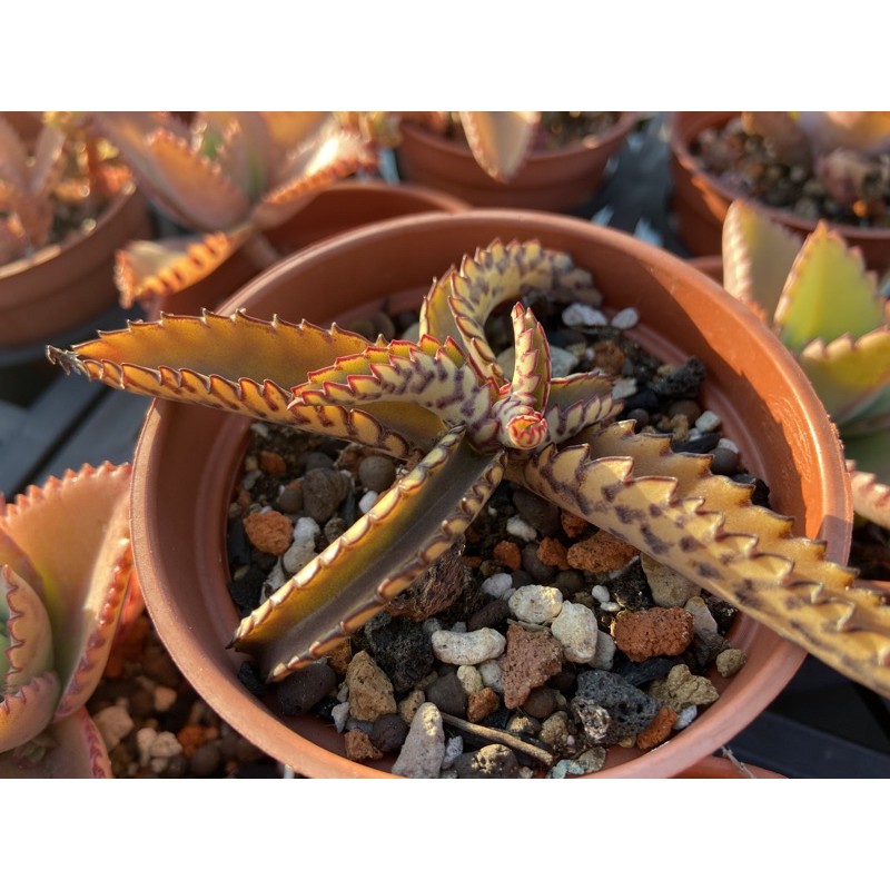 519uncle 多肉植物 豹紋不死鳥新手推薦 多肉進口組盆療癒植物519大叔的多肉園 蝦皮購物