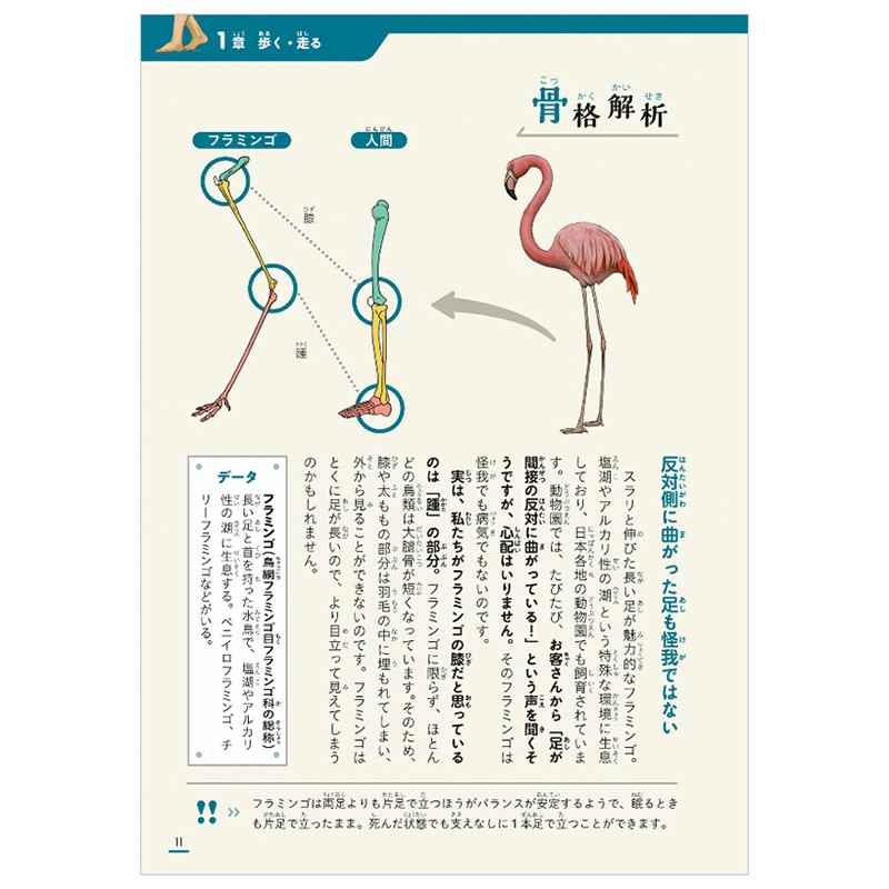 現貨 骨架對比川崎悟司動物圖鑒骨骼繪圖插圖進口日文進口圖書 蝦皮購物