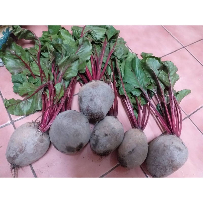 台東珍寶 新鮮的甜菜根 10斤下標區 蝦皮購物