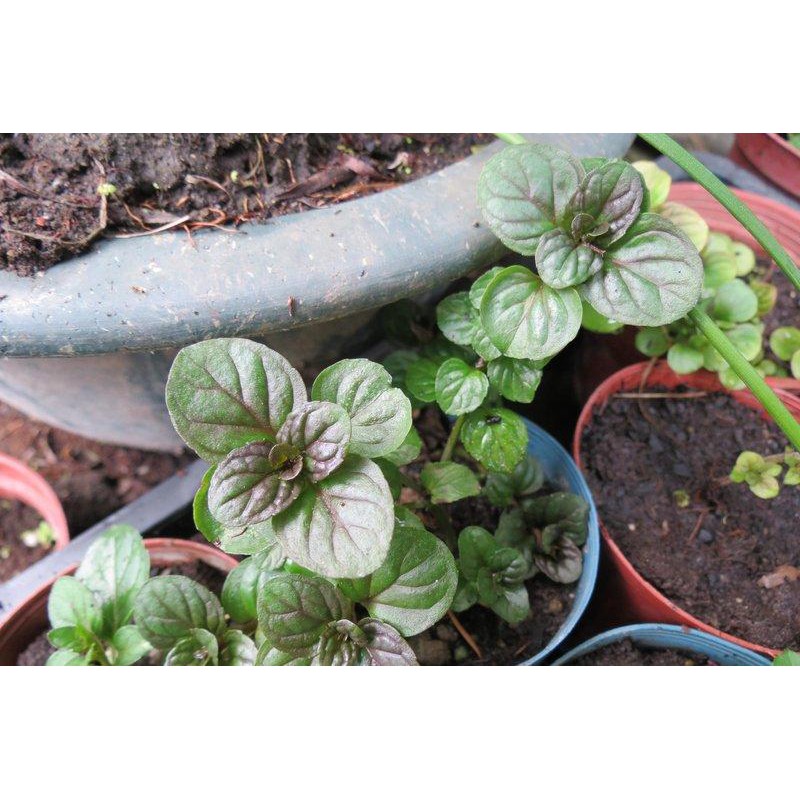 茂豐 香橙薄荷orange Mint 柳橙薄荷 可泡茶料理 3吋 40 5吋 100 蝦皮購物