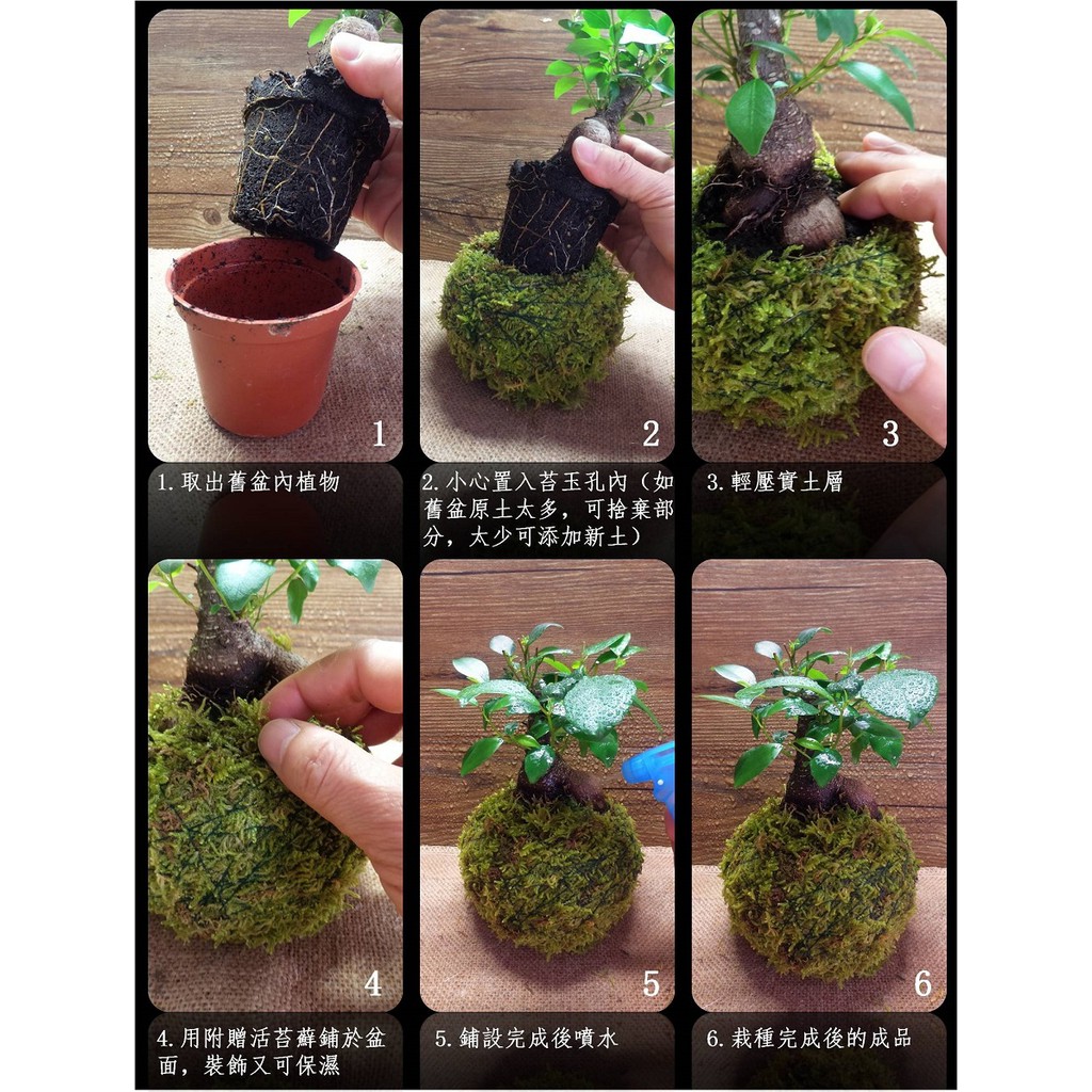 訂作大型苔玉苔球苔蘚球園藝 苔蘚花盆花器景觀瓶 草皮diy微景觀生態瓶小品盆栽迷你盆栽 蝦皮購物