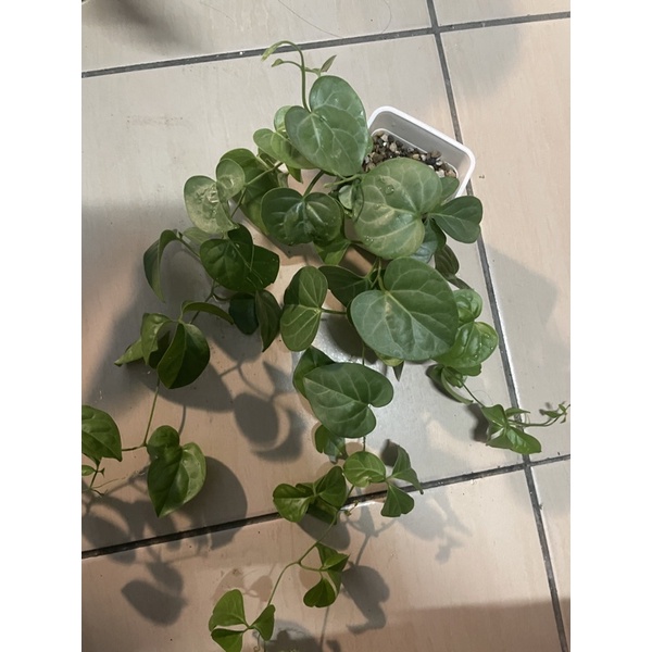 蘇門答臘刺葫蘆（扦插株）多肉植物（以穩根）圖二母株