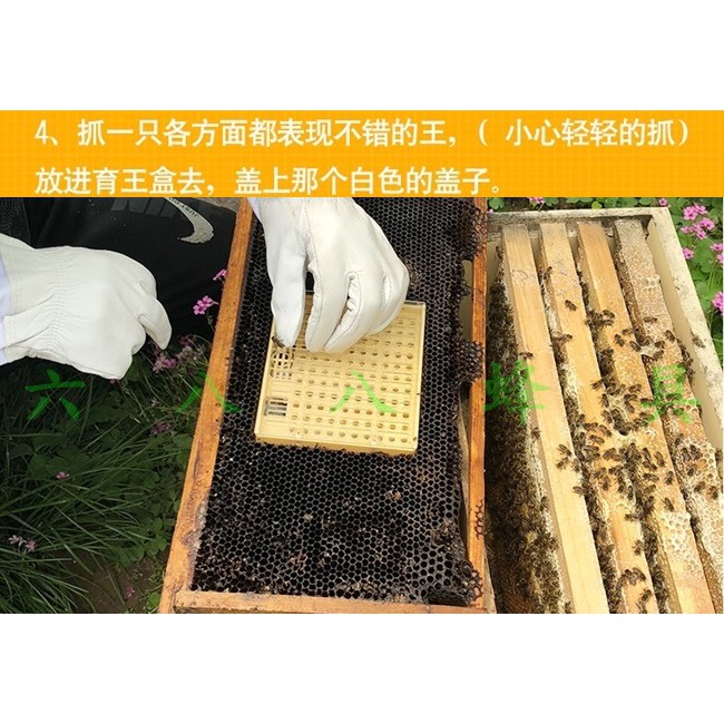 6蜂具 免移蟲育王神器育王盒育王器現貨養蜂工具蜂具洋蜂意蜂西洋蜂培育蜂王繁殖蜂王 蝦皮購物