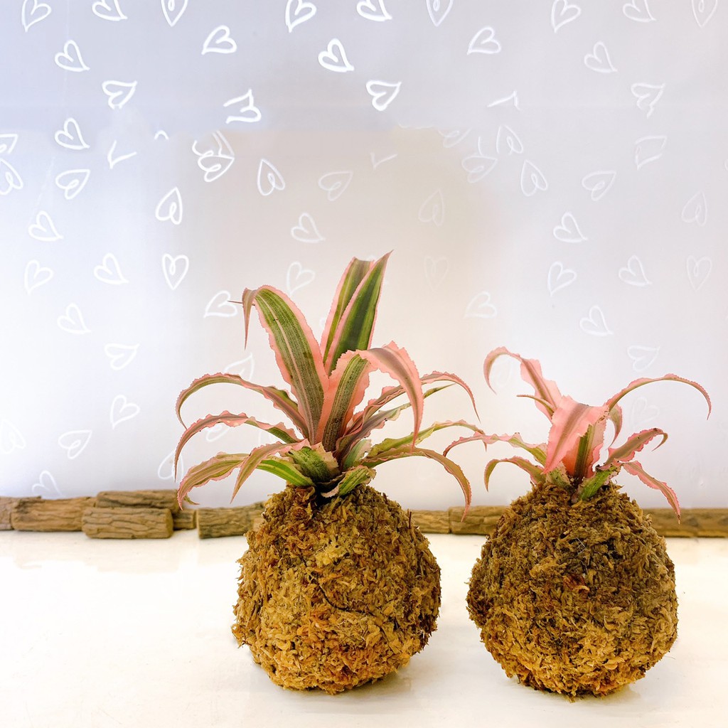 絨葉小鳳梨 療癒系苔球苔球苔玉觀葉植物室內植物辦公室小物 蝦皮購物