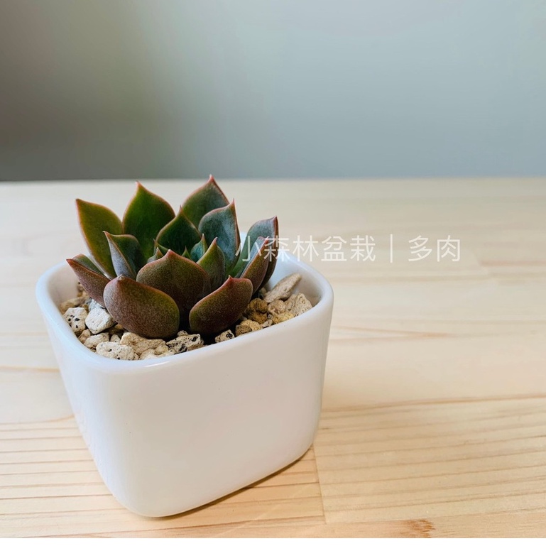 小不點森林 迷你白瓷小方盆 Diy超值包 盆栽 花器 多肉盆 婚禮小物 花盆 陶瓷盆 迷你盆 組合包 辦公室療癒 蝦皮購物