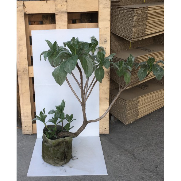 花囍園 喬木觀賞植物 白水木 庭園景觀植 生長力好 1尺盆高約70 100cm 蝦皮購物