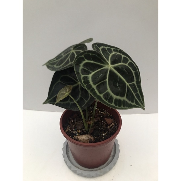 Anthurium clarinervium 明脈花燭（圓葉花燭）