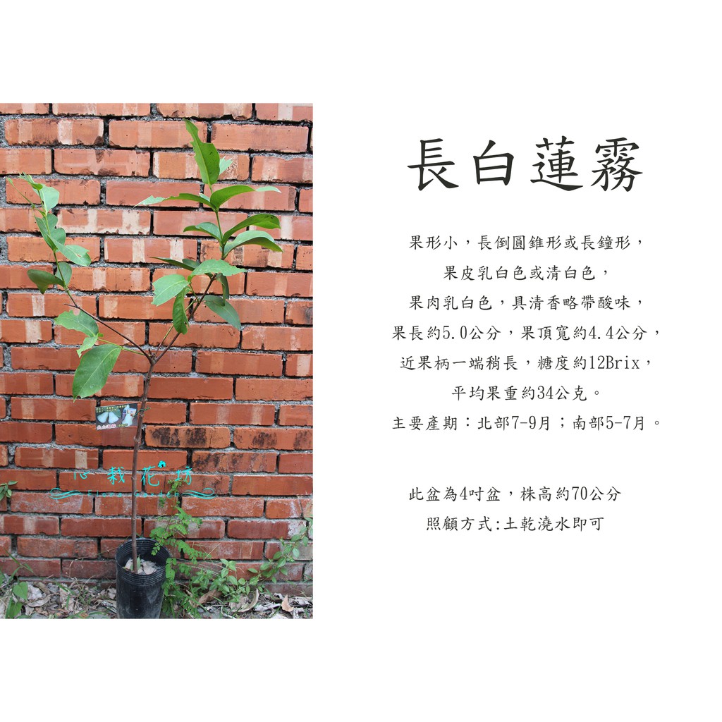 心栽花坊長白蓮霧 泰國白 特白蓮霧 蓮霧品種 水果苗 售價180特價150 蝦皮購物