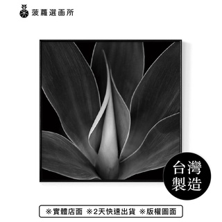 龍舌蘭I - 方形掛畫/家居佈置/植物/花/客廳/北歐/複製畫