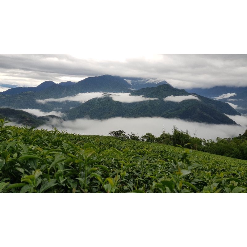 武界-四季雲中茶園-立體高山茶包#高山茶#茶農產地直送#立體茶包