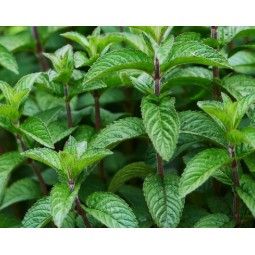 多種新鮮現採香草 食用花 薄荷葉 Mint 150克 蝦皮購物