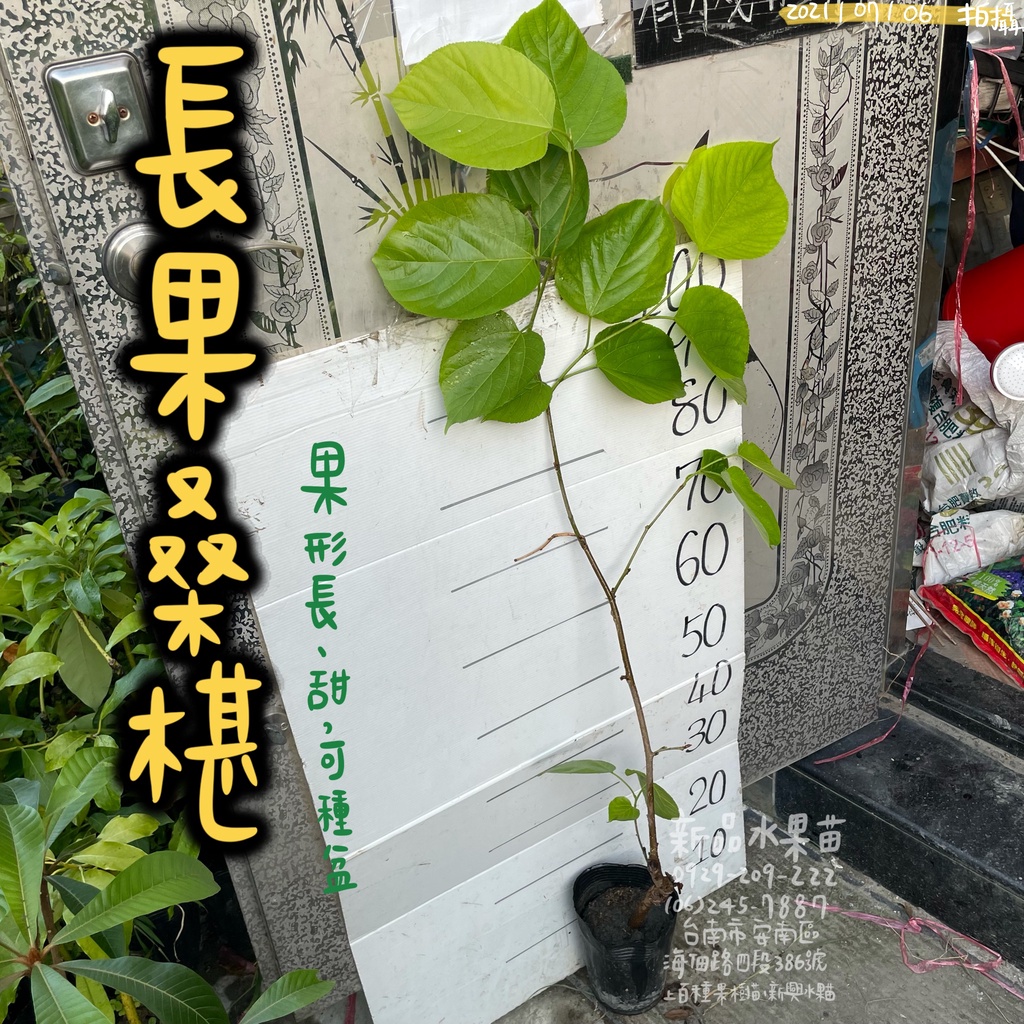 長果桑椹苗（盆栽可種/形狀獨特/甜） 桑椹 長果桑椹苗 桑椹苗 嫁接苗 水果苗 批發 零售 【新品水果苗】