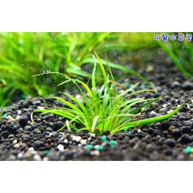 阿馨水草屋 赤焰燈心草 一組5株40元 水族景觀設計造景裝飾水族箱真的水草缸專賣店 蝦皮購物