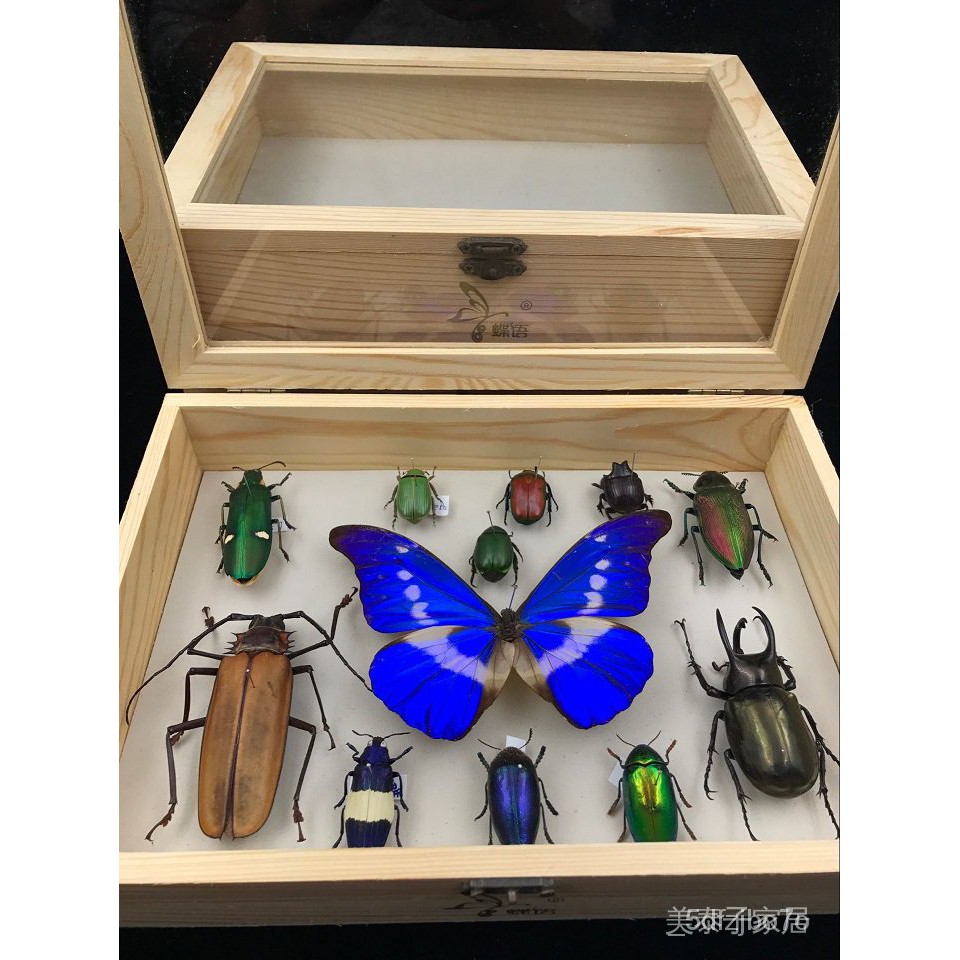 蝶語昆蟲標本盒針插標本盒標本儲存工具實木環保 空盒 Dltw 蝦皮購物