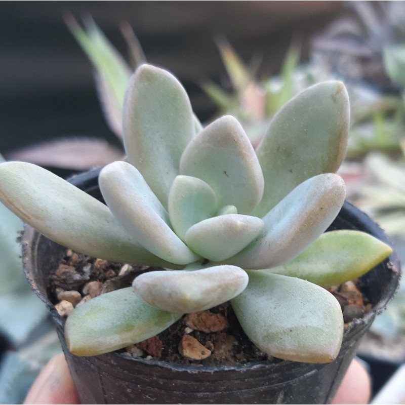 多肉植物青星美人三寸 蝦皮購物