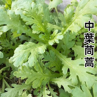 茼蒿 春菊 種子 優惠推薦 21年11月 蝦皮購物台灣