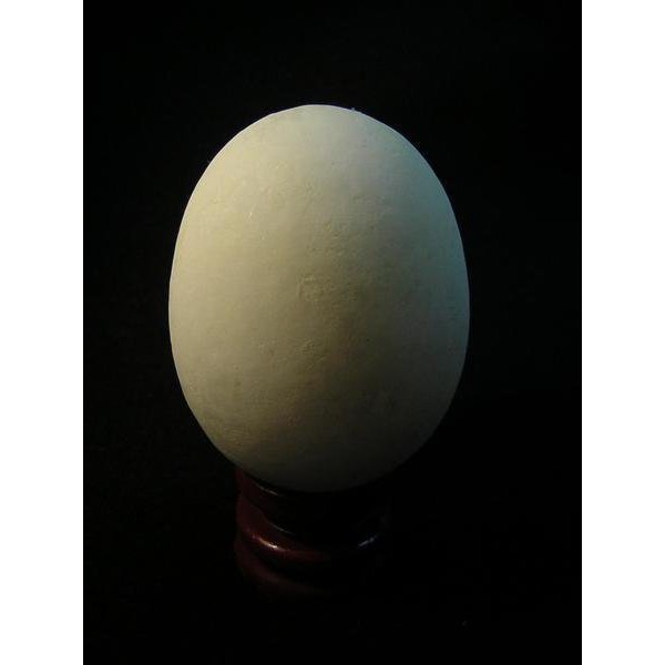 【采鑫坊】大顆雞蛋夜明珠《低起標.無底價》~附座