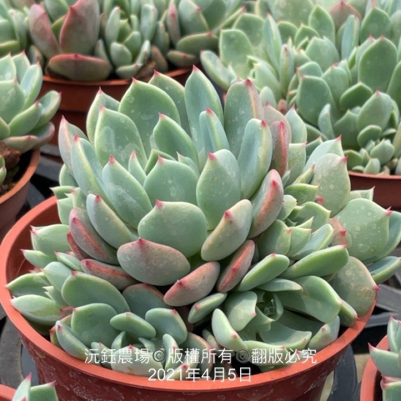 沅鈺農場多肉植物群生娜娜小勾 蝦皮購物