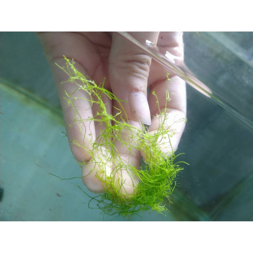 阿馨水草屋 漂浮 輪藻生長速度極快 漂浮水中水面上 1份 蝦皮購物