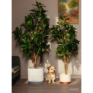 #工廠貨 可開發票北歐大型模擬橡膠榕樹假樹綠植植物室內落地景觀盆栽裝飾擺件擺設 c4sZ