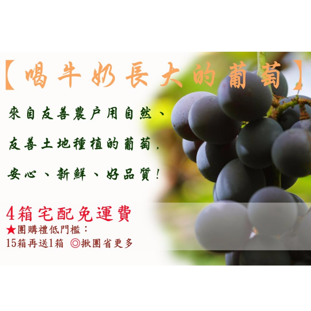 大村葡萄超值 團購15箱再送1箱 低溫免運 平均357元 箱 產地現採 色澤黑 富果粉 訂購水果禮盒 蝦皮購物
