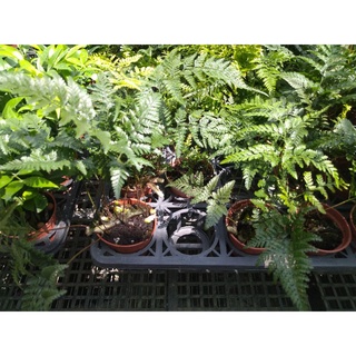 🎄綠世界🎄蕨類植物🎄兔腳蕨🎄3吋盆🎄