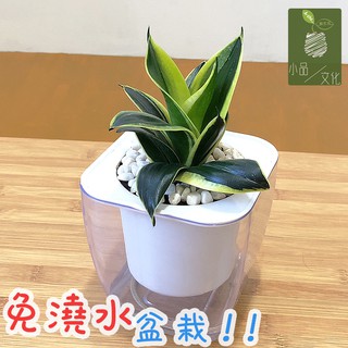 【小品文化】金邊虎尾蘭【現貨】4吋透明懶人盆栽 加水更方便 觀葉植物 室內植物 自動吸水 水培 創意花盆 居家辦公盆花