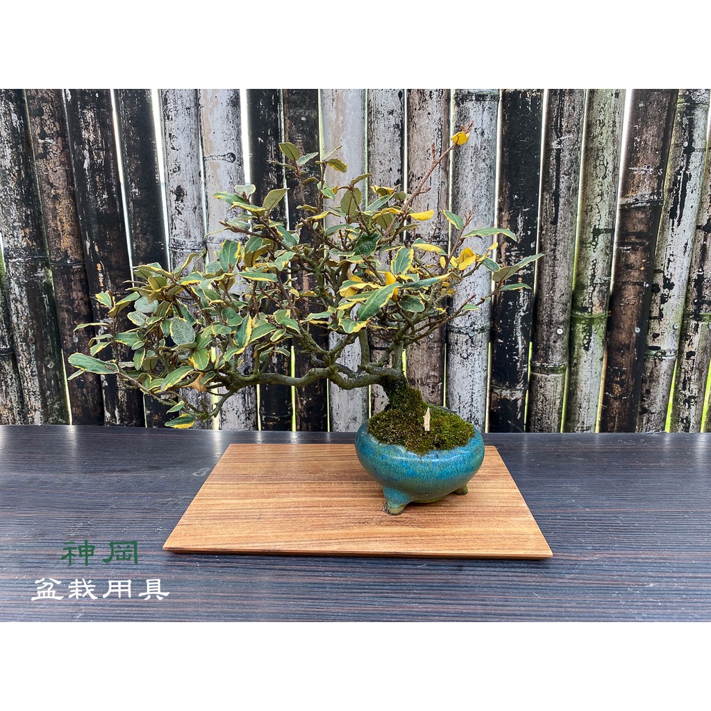 【花墊】入門 盆栽展示 花墊 盆栽墊 花架 台灣檀 相思木 實木花台 台灣製造