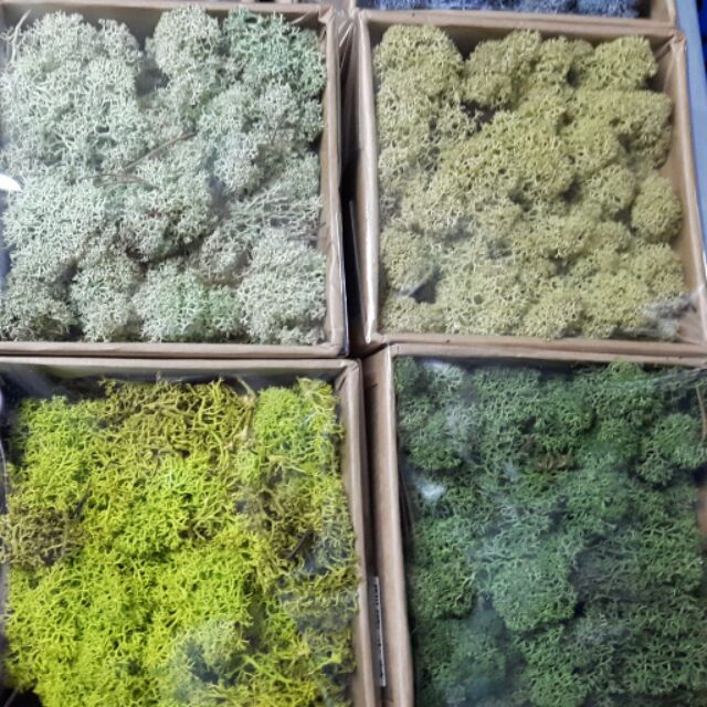 花心小舖花藝專用 馴鹿水草 永生花 不凋花 建築模型 蝦皮購物