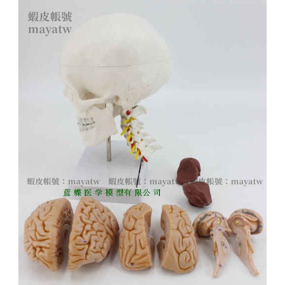 (MD-B_0678)人體頭骨模型 自然大頭骨帶頸椎附腦模型 頭顱腦動脈模型 有支架